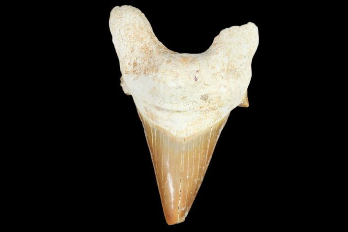 Fossil Shark Tooth (Otodus) - Morocco #103226